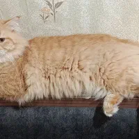 گربه|گربه|خرمشهر, |دیوار