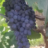 نهال انگور سیاه ریشه‌دار ( گلدانی )|گل و گیاه طبیعی|لردگان, |دیوار