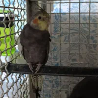 عروس هلندی نر