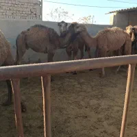 شتر|حیوانات مزرعه|پاکدشت, پاکدشت (مامازند)|دیوار
