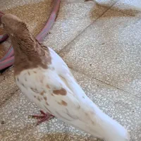 کفتر هفترنگ وکله|پرنده|فردوس (خراسان), |دیوار