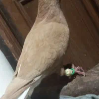 اشعل زرد
