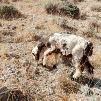 سلام شیشک چاق به فروش میرسد  پول لازم