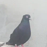 فوری دوعدد کبوتر زاغ