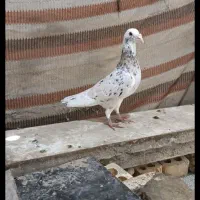 کبوتر سار