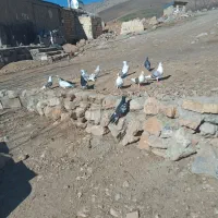 ۱۲ تا کفتر|پرنده|بیرانوند, |دیوار