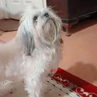 سگ شیتزو|سگ|کرج, حسن آباد|دیوار