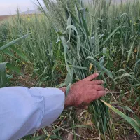 فروش بذر گندم اوکراینی هیبرید. وارداتی|خدمات باغبانی و درختکاری|ایوان, |دیوار
