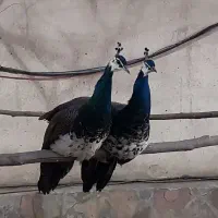 ۲ عدد طاووس نر سالم