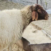 یه عدد میش زردگ چهارگوش نمونه وبااصالت دوماه ابستن