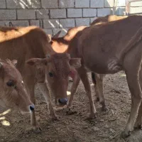 گاو با گوساله ابستن|حیوانات مزرعه|شادگان, |دیوار