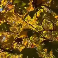 منزل-مبله-شیک-و-لاکچری