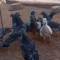 دسته ۲۵تایی|پرنده|راور, |دیوار