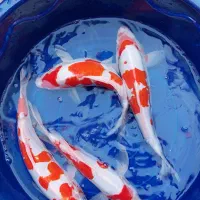 ماهی کوی از ریز تا مولد|ماهی|اصفهان, کارلادان|دیوار