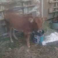 گوساله ماده ۳ماهه