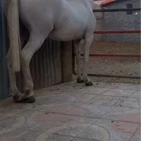 اسب مادیان کورد اصیل فوق الاده سواری دار