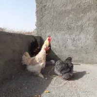 مرغ وخروس گلین لری|حیوانات مزرعه|شادمهر, |دیوار