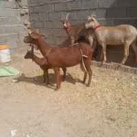 س آگهی اول دقیق بخون برادر تخفیف هم نداره تمام