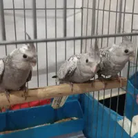 ۳عدد عروس ۲ماه نیم  دون خور ایزابلا