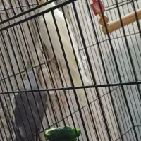 طوطی عروس جفت به شرط