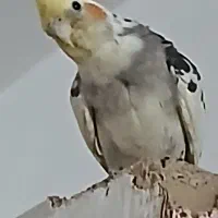 پرنده عروس هلندی