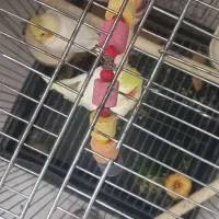 طوطی عروس لوتینو