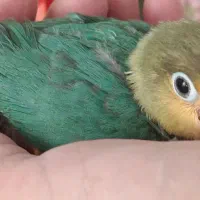 جوجه برزیلی