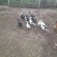 فروش اردک اسرائیلی|حیوانات مزرعه|توتکابن, |دیوار