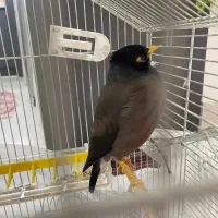 مرغ مینا گم شده