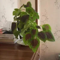 مشاوره تحصیل ازدواج طلاق روابط مهاجرت تلفنی آنلاین