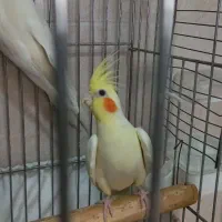 عروس هلندی  مولد .