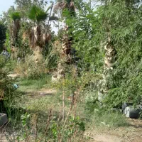 نگهبان اتباع