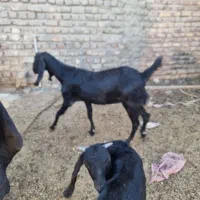 مجسمه بز|مجسمه، تندیس، ماکت|زابل, |دیوار
