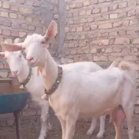 ۶راس بزسانن جوان درجه یک|حیوانات مزرعه|تایباد, |دیوار