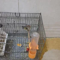 پرنده سهره|پرنده|قرچک, فردیس|دیوار