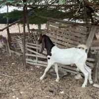 استان بوشهر شهرستان کنگان