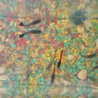 ماهی کوپی زیاد بفروش می‌رسد|ماهی|چناران, |دیوار