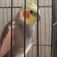 عروس هلندی نر با قفس