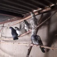 تعدادی‌کبوترپرشی