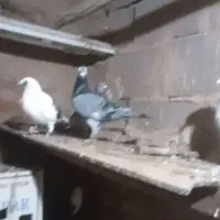 ساراقون|حیوانات|تربت‌حیدریه, اندیشه|دیوار