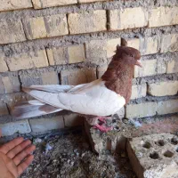 سینه ایی با دم سفید