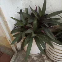 زیپلین چندبوته