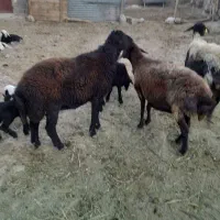 بره قوچی افشارلنگ دوقلو