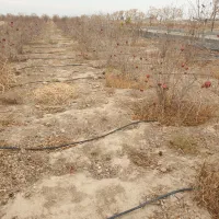 فروش یک قطعه باغ انار سند دار اول شهر|فروش زمین و ملک کلنگی|جوادآباد, |دیوار