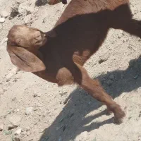 فروش کهره ماده سه ماهه