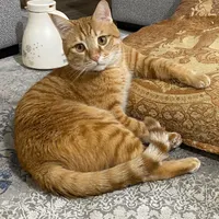 گربه گمشده