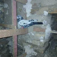 کبوتر تهرانی