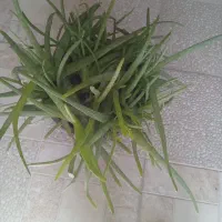 گل های  خانگی شاداب ، قیمت مناسب|گل و گیاه طبیعی|خوی, |دیوار