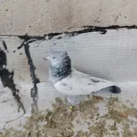 کفتر سینه سبز|پرنده|شیراز, شهدای شهرک سعدی|دیوار