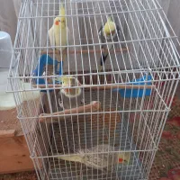 یک جفت عروس هلندی نر و ماده|پرنده|کیاشهر, |دیوار